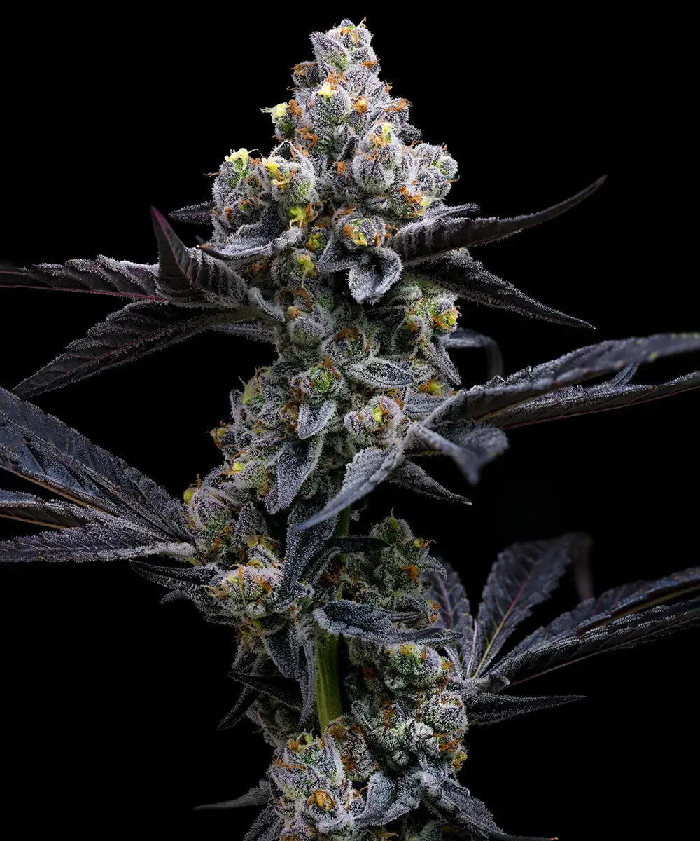 Garlic Cookies