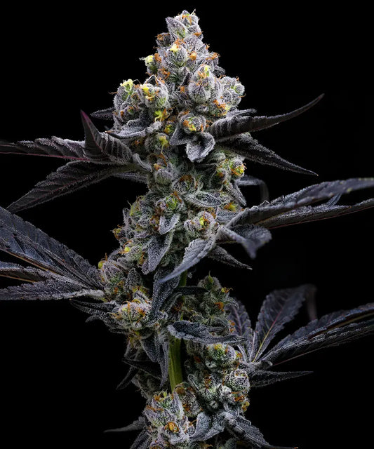 Garlic Cookies