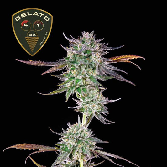 Gelato 41 BX
