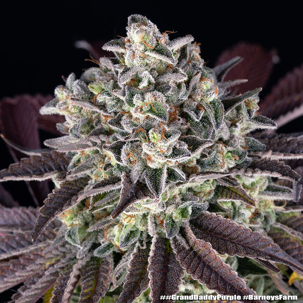 GrandDaddy Purple
