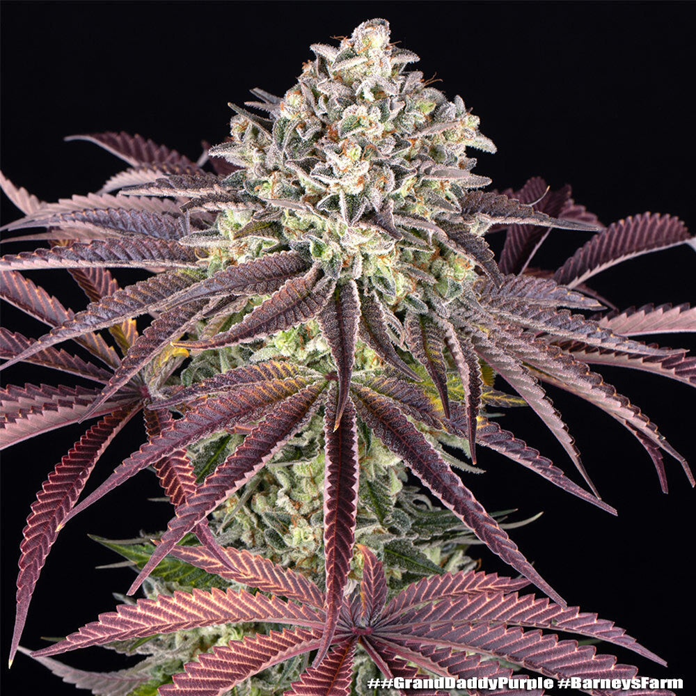 GrandDaddy Purple