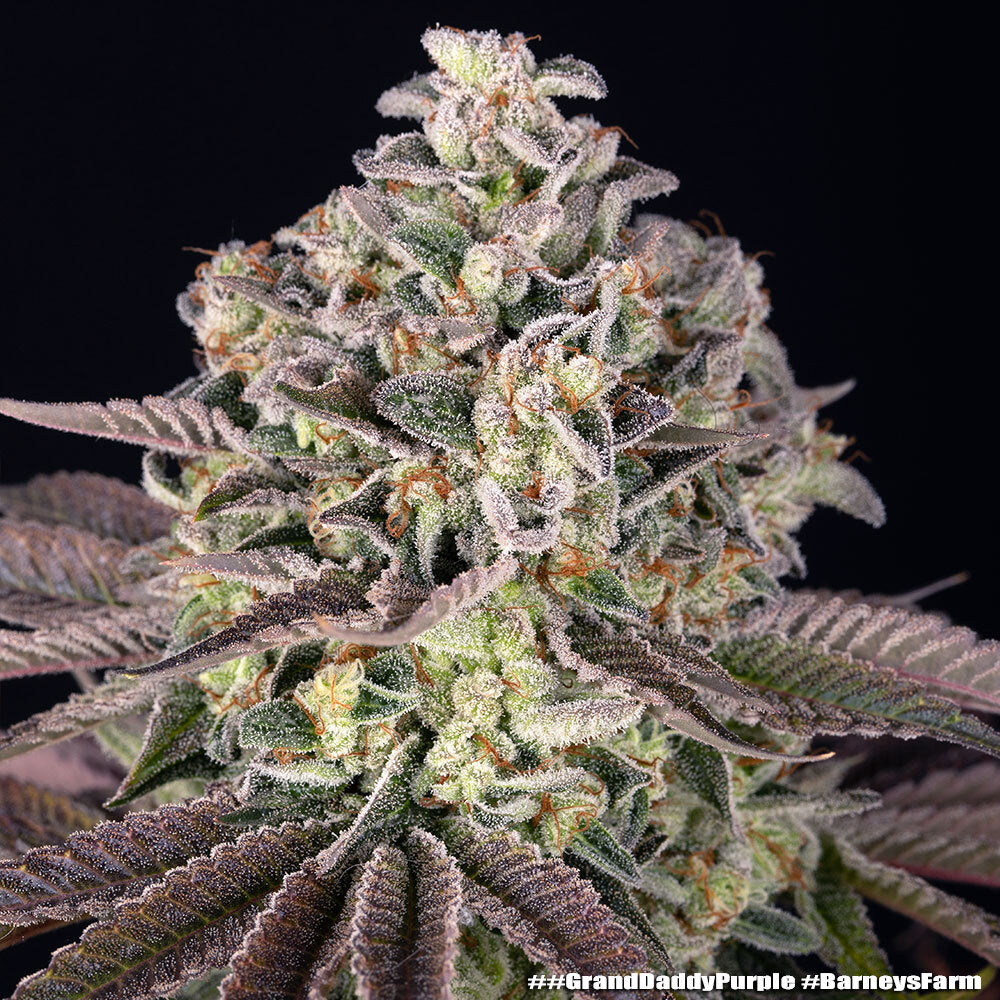 GrandDaddy Purple