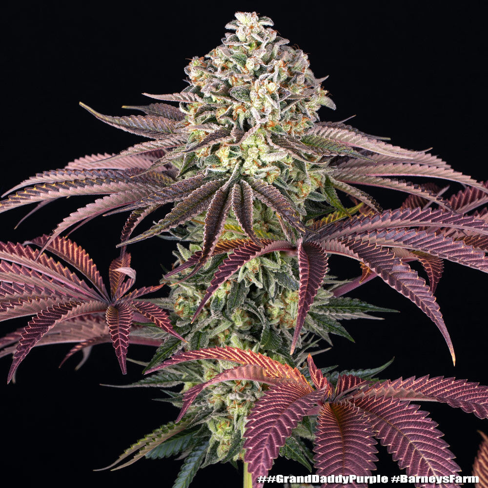 GrandDaddy Purple
