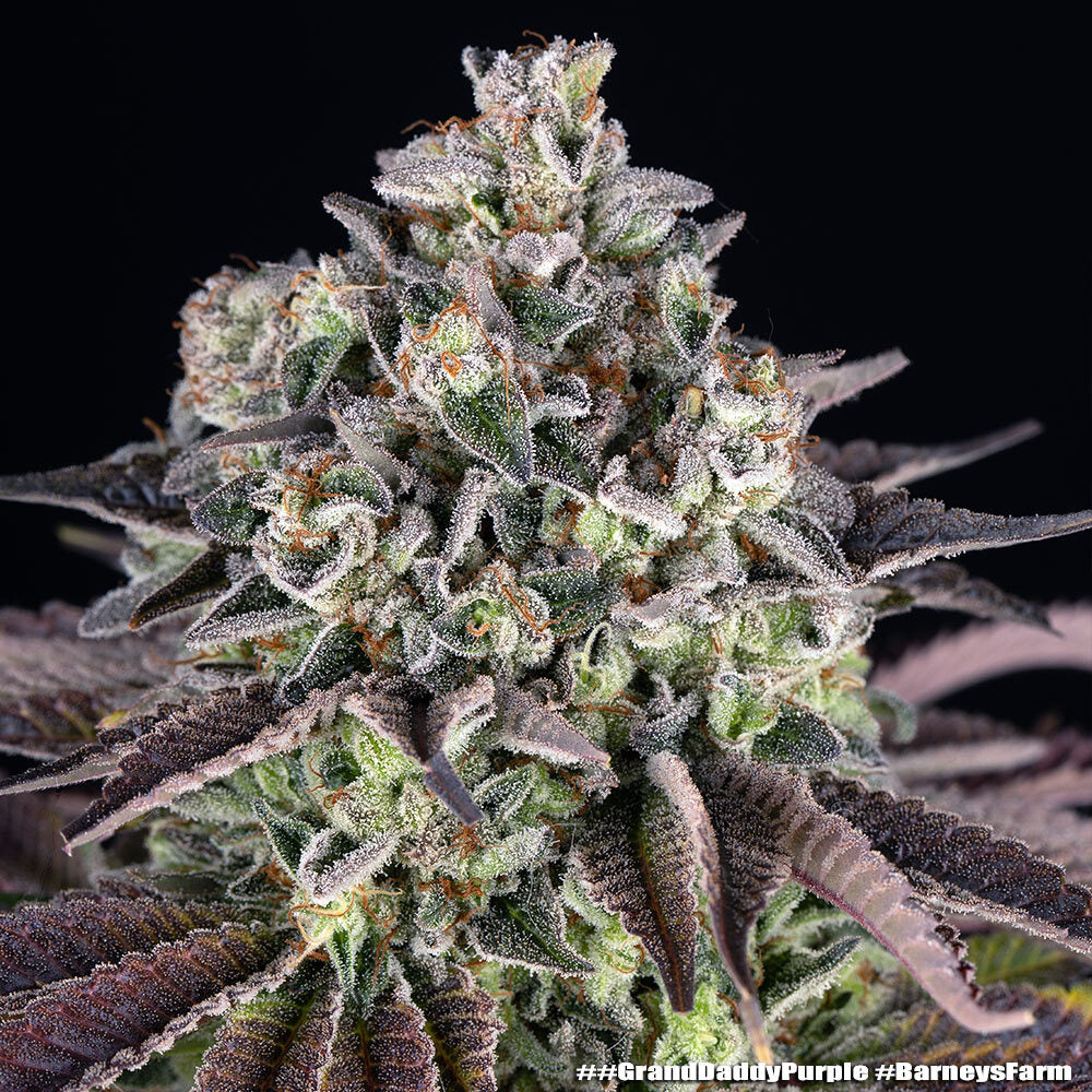 GrandDaddy Purple