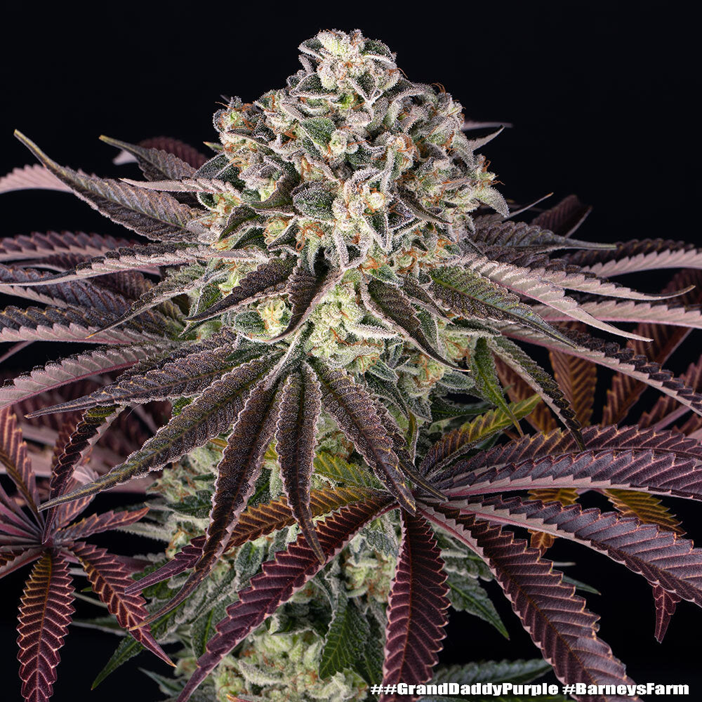 GrandDaddy Purple