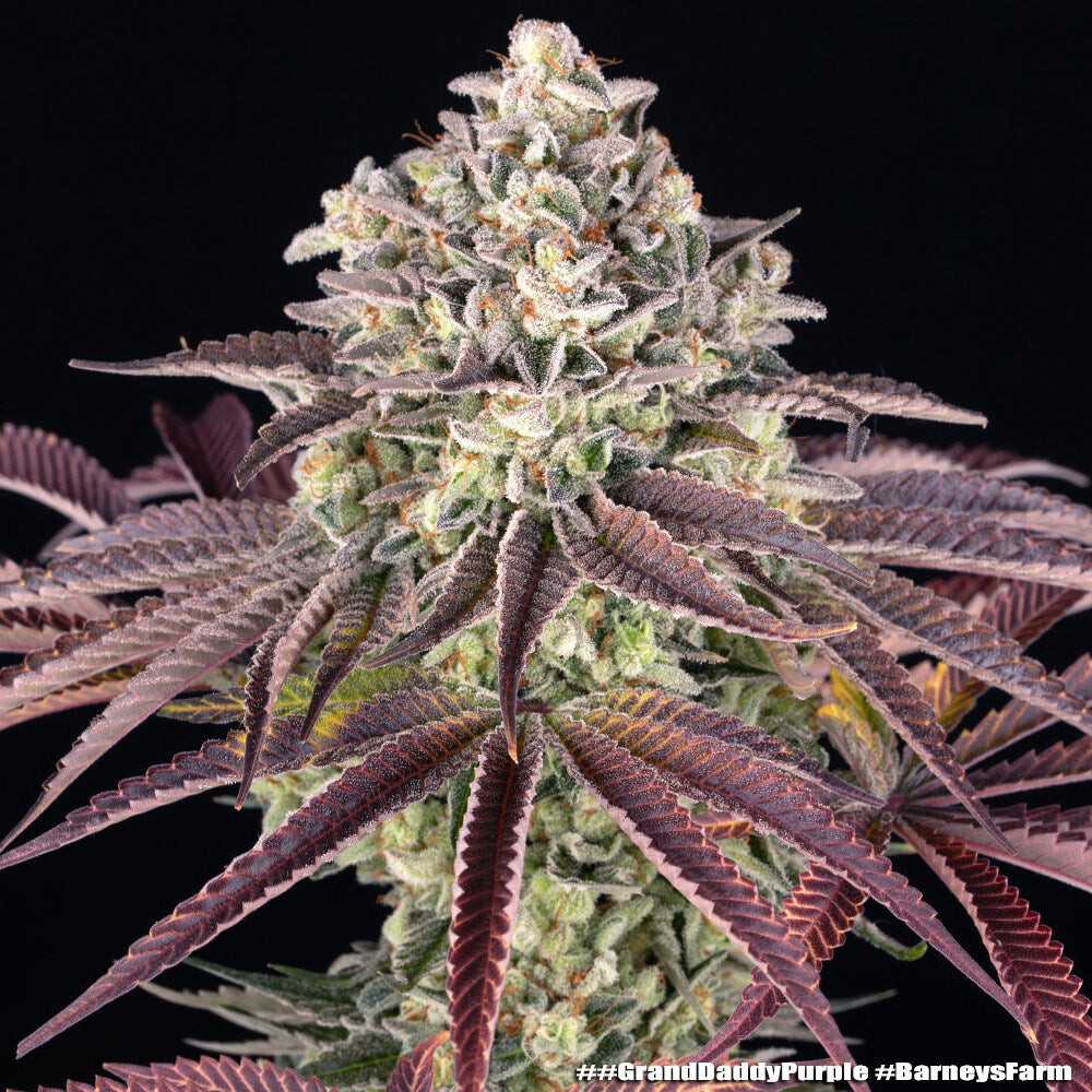 GrandDaddy Purple