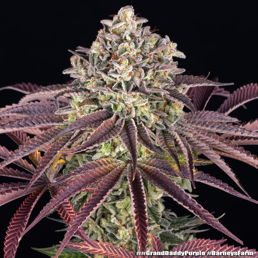 GrandDaddy Purple