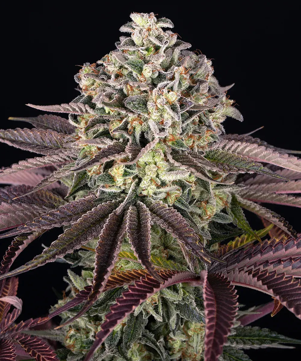 GrandDaddy Purple