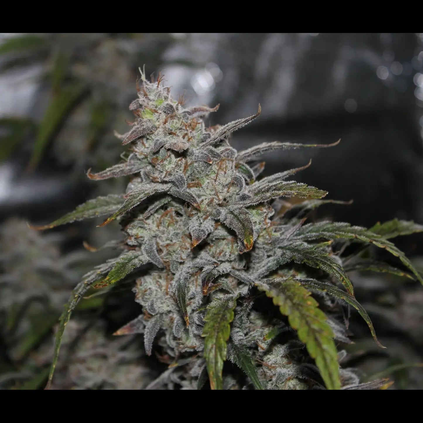 Grape Walker Kush Auto