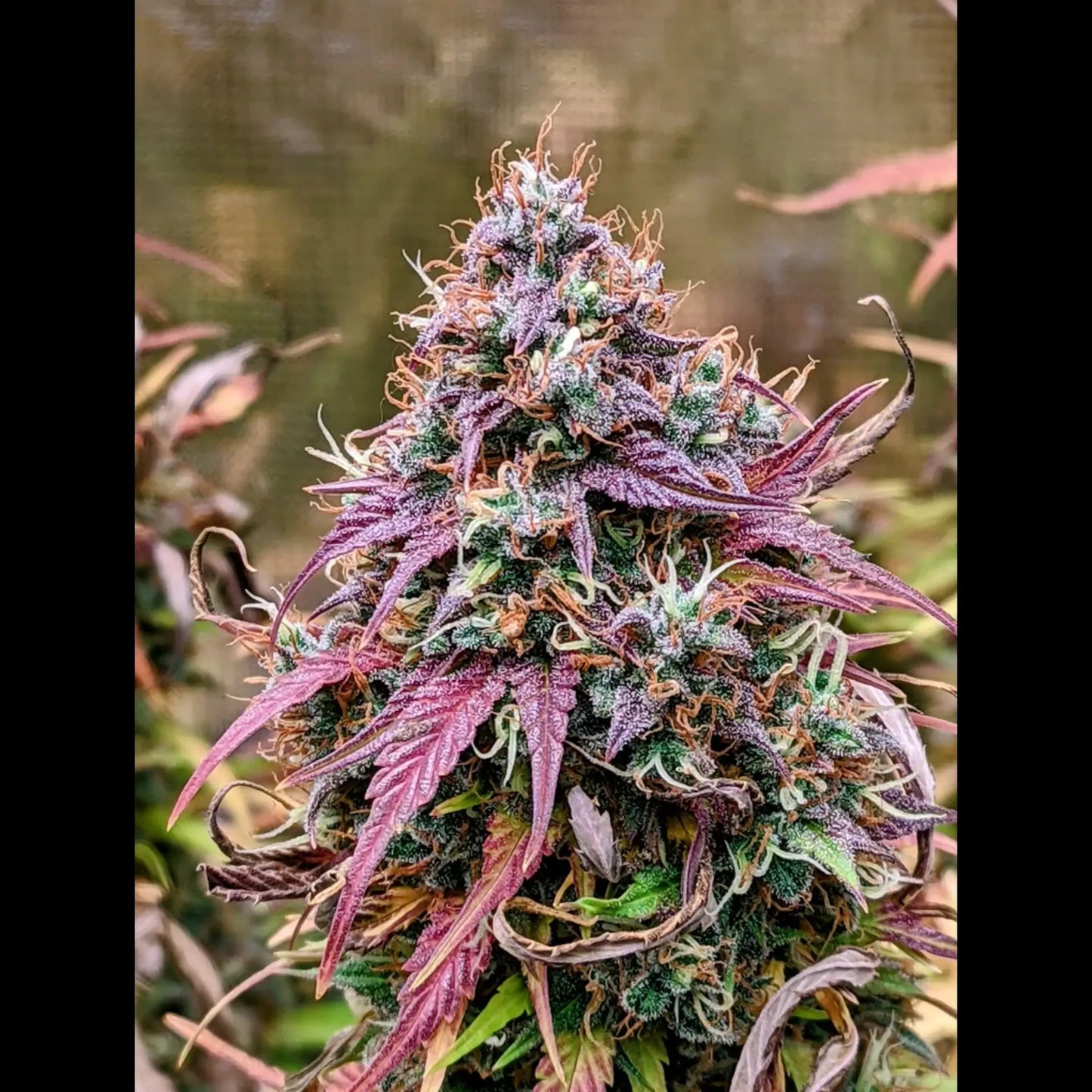 Grizzly Crinkle Auto