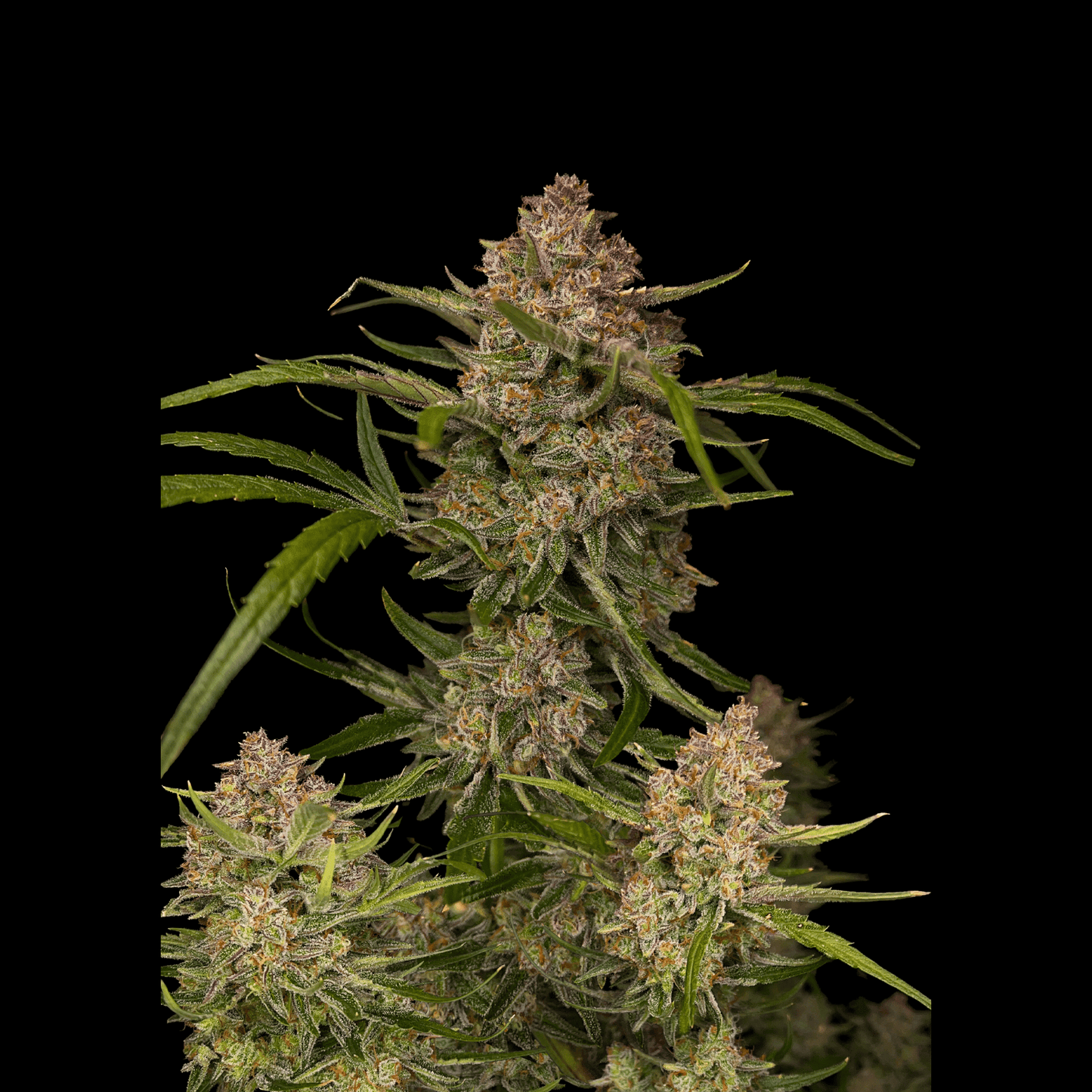 Guava Auto