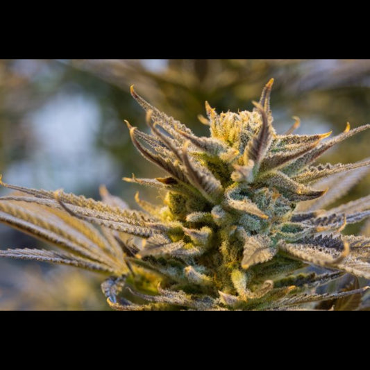 Cookies X Gorilla Feminised