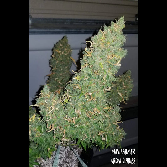 Heisenberg Special Auto
