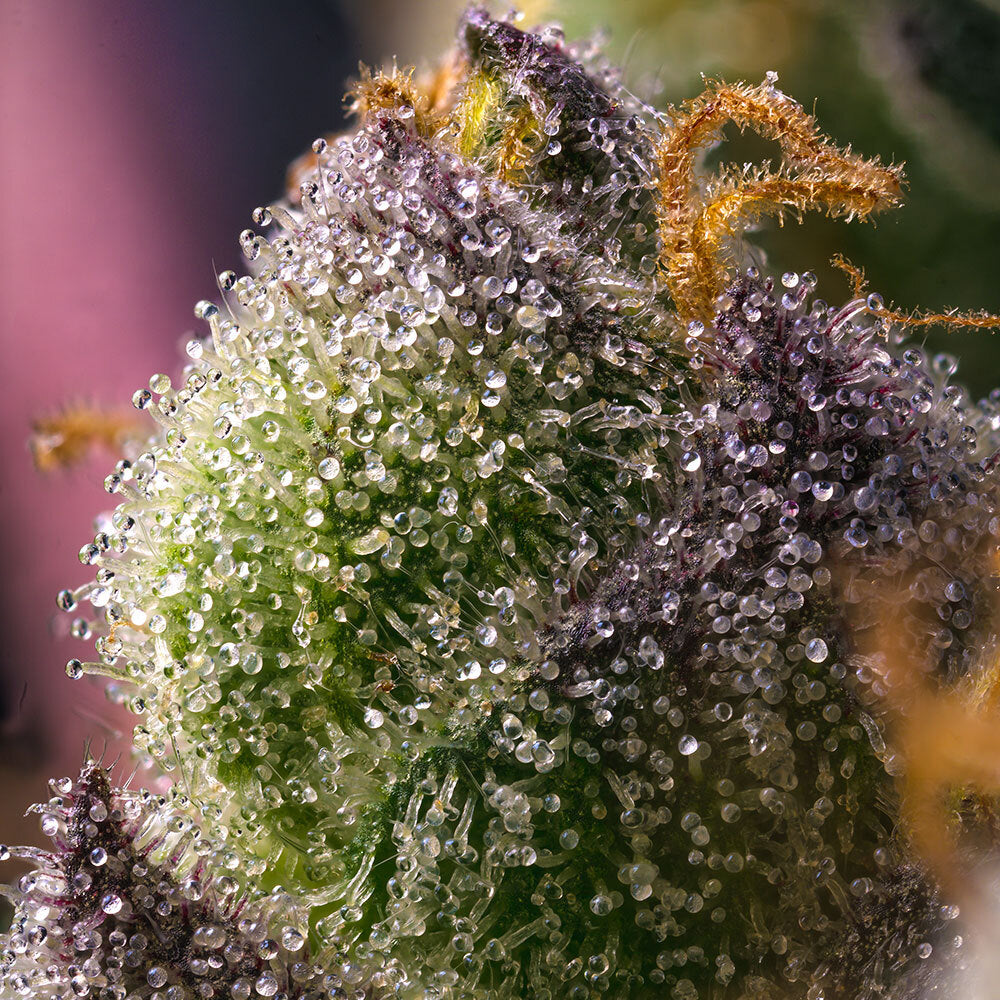 Hindu Kush
