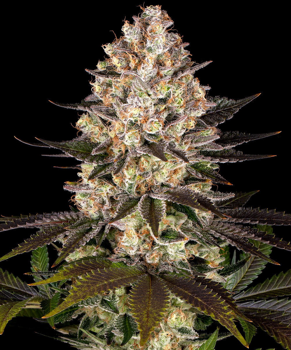 Hindu Kush