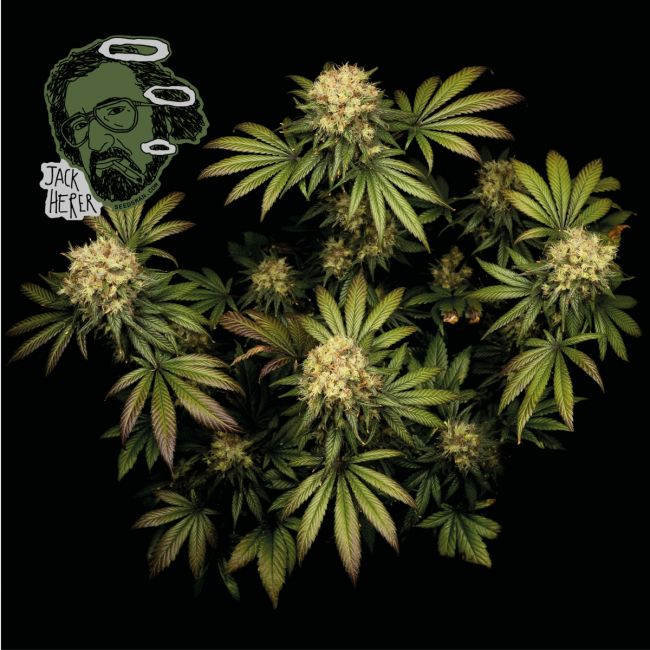 Jack Herer