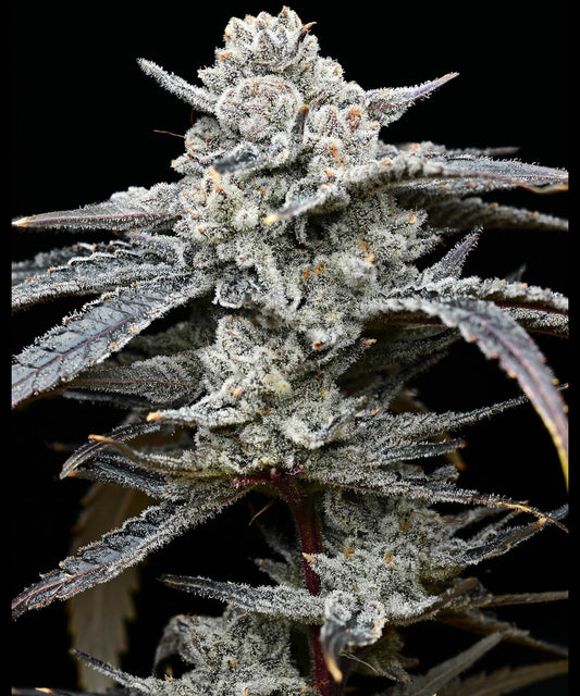 LEMON CHERRY GELATO