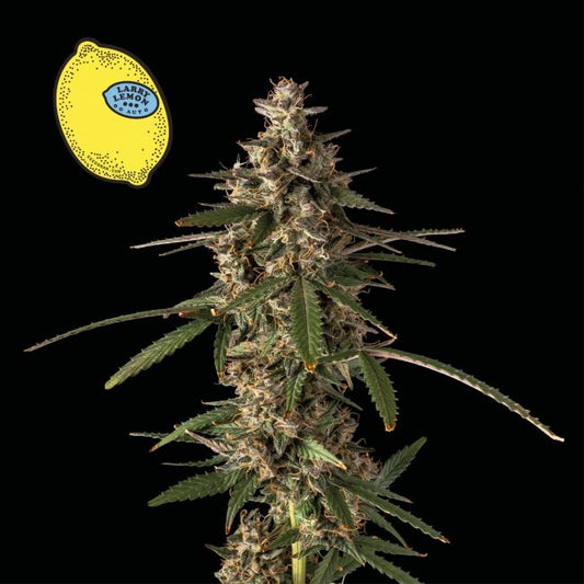 Larry Lemon OG Auto