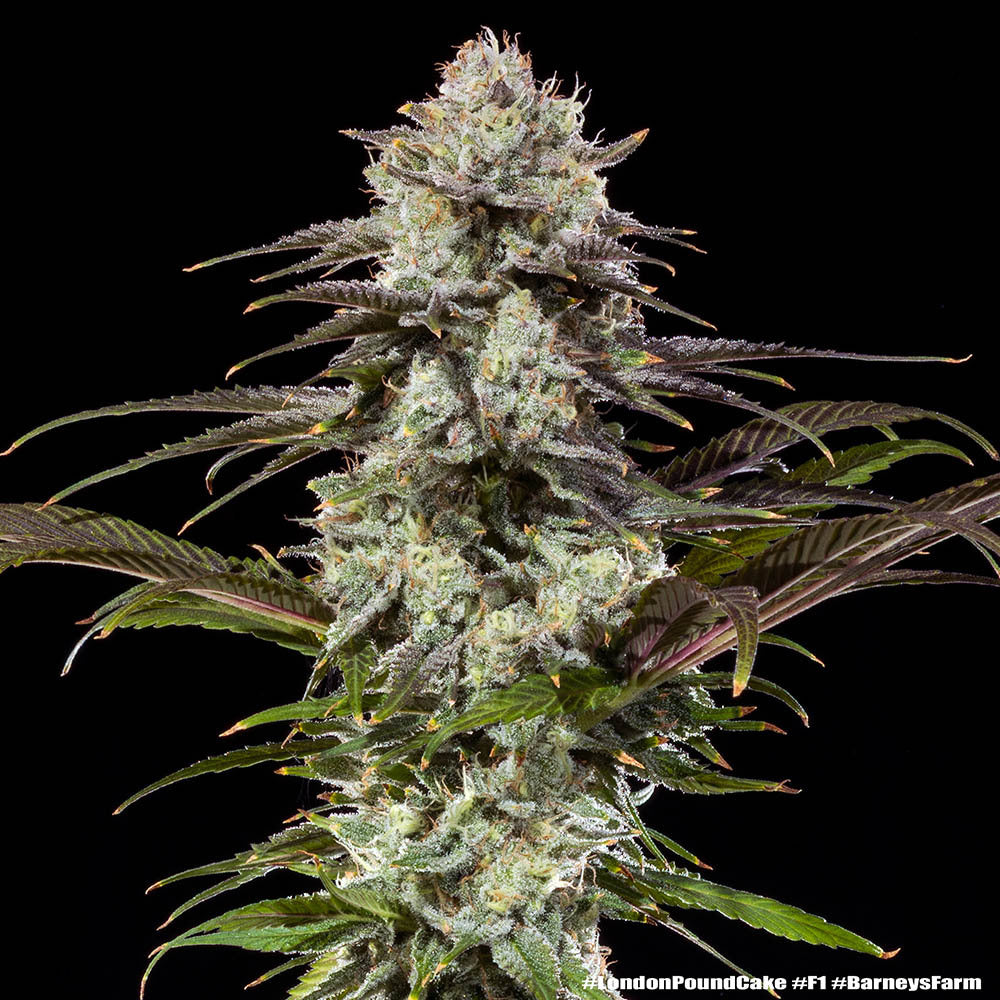 London Pound Cake F1 hybrid