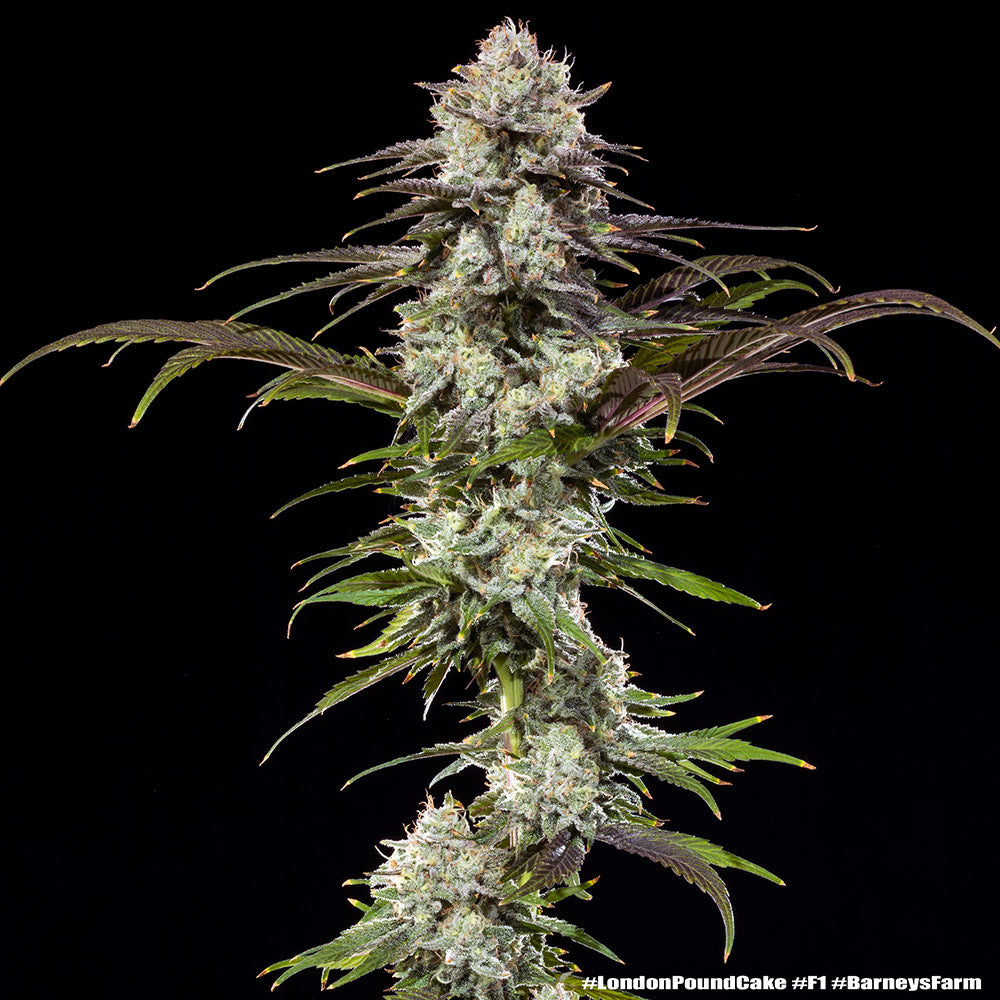 London Pound Cake F1 hybrid