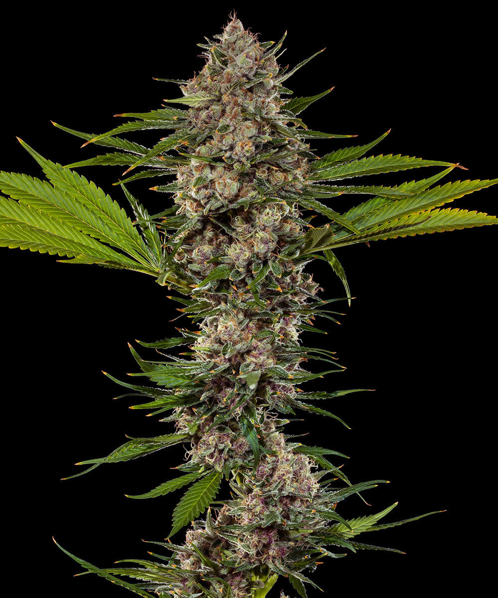 MAC 1 F1 hybrid