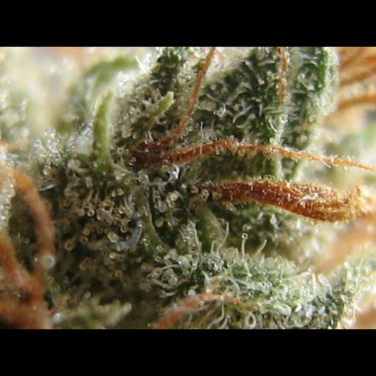 Zkittlez X Gorilla Auto