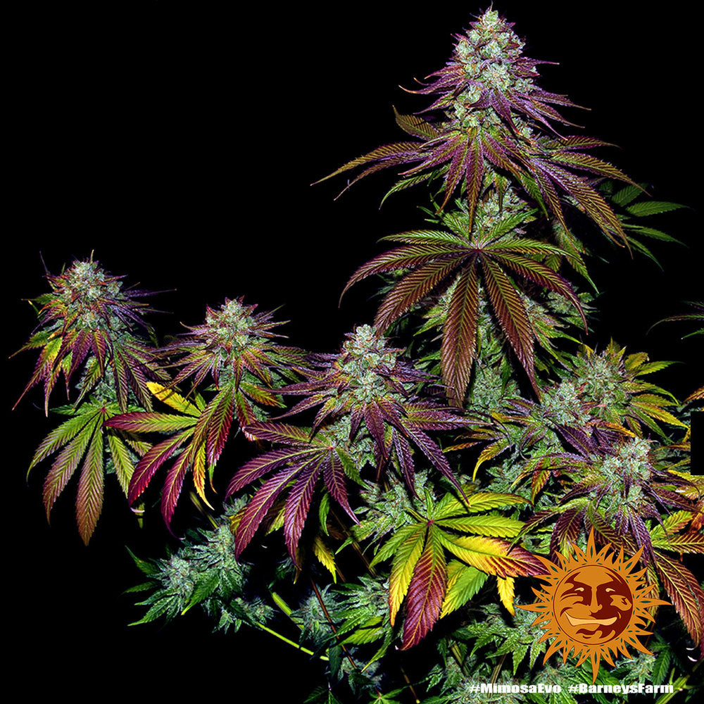 Mimosa EVO