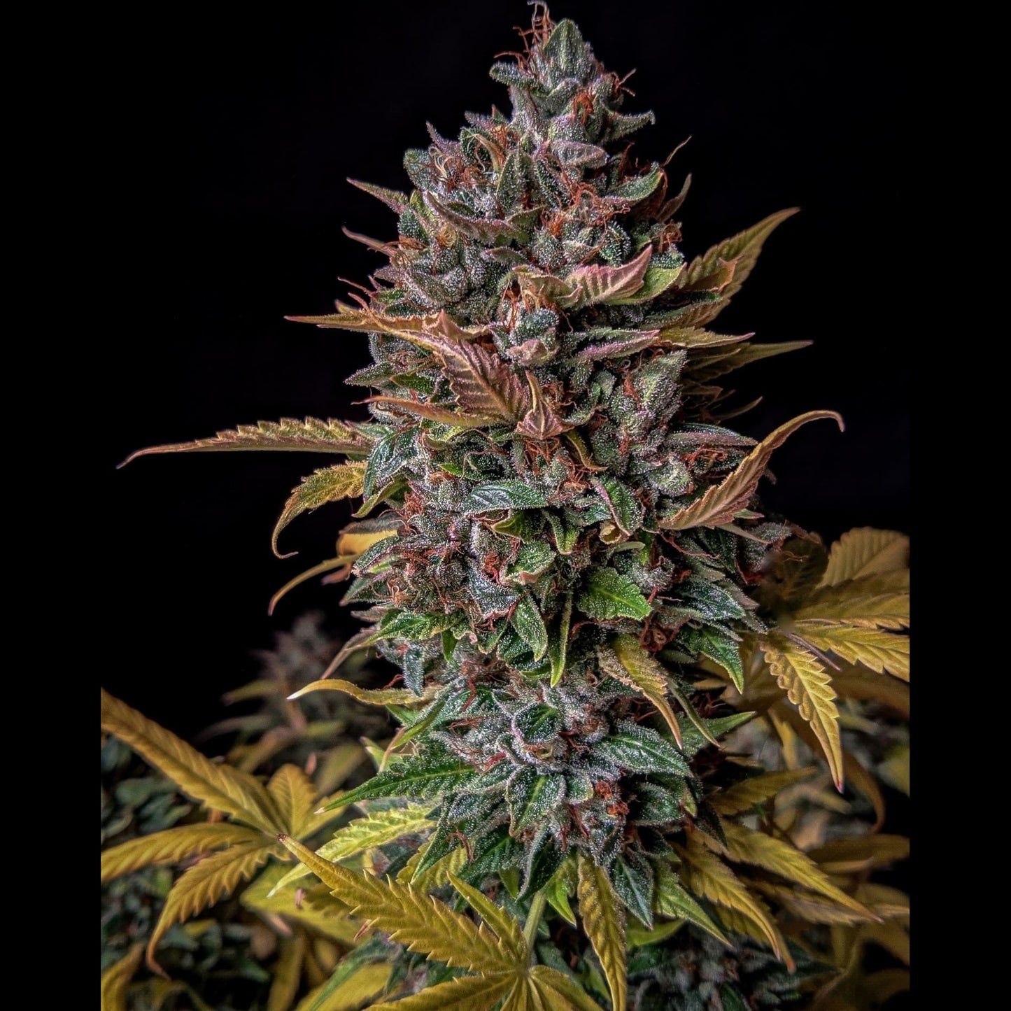 Orange Biscuits Auto