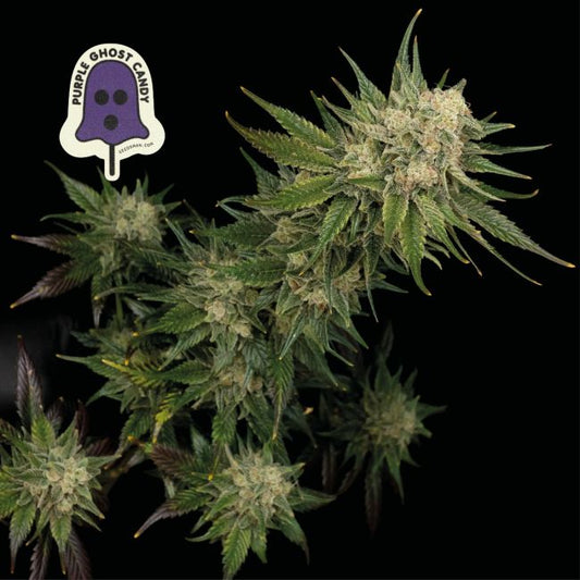 Purple Ghost Candy