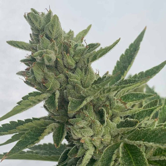 Pineapple OG Auto