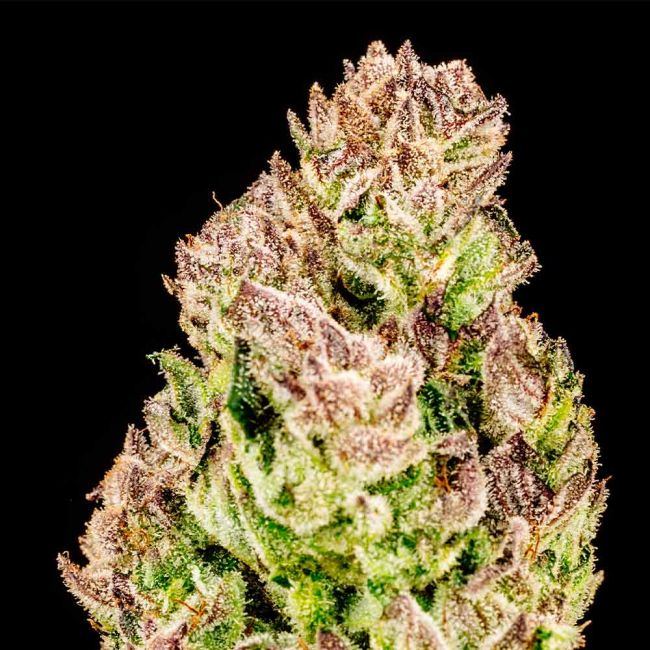 Purple Punch F1 Fast