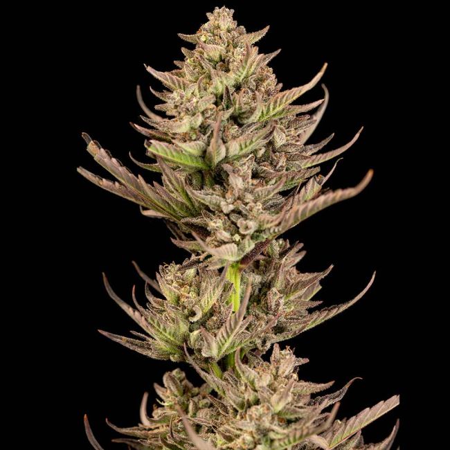Purple Punch F1 Fast
