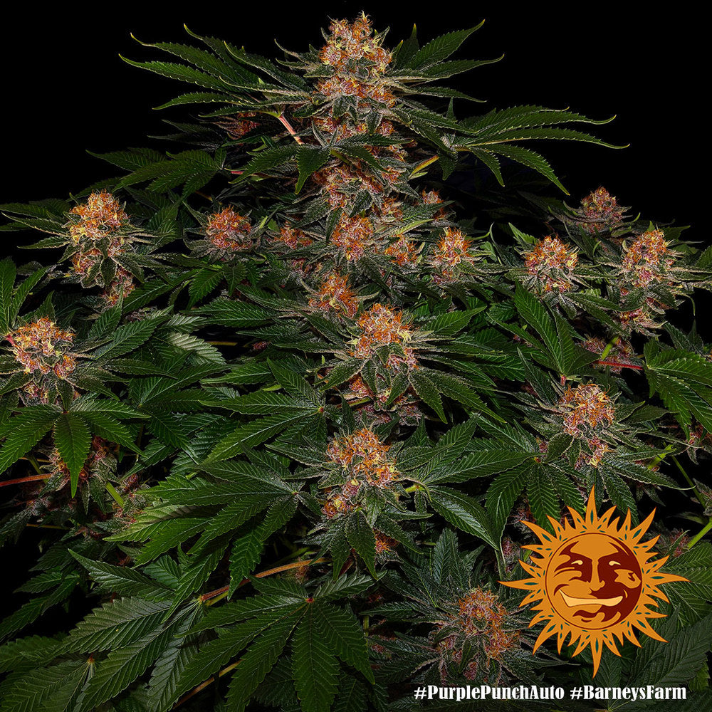 Purple Punch Auto