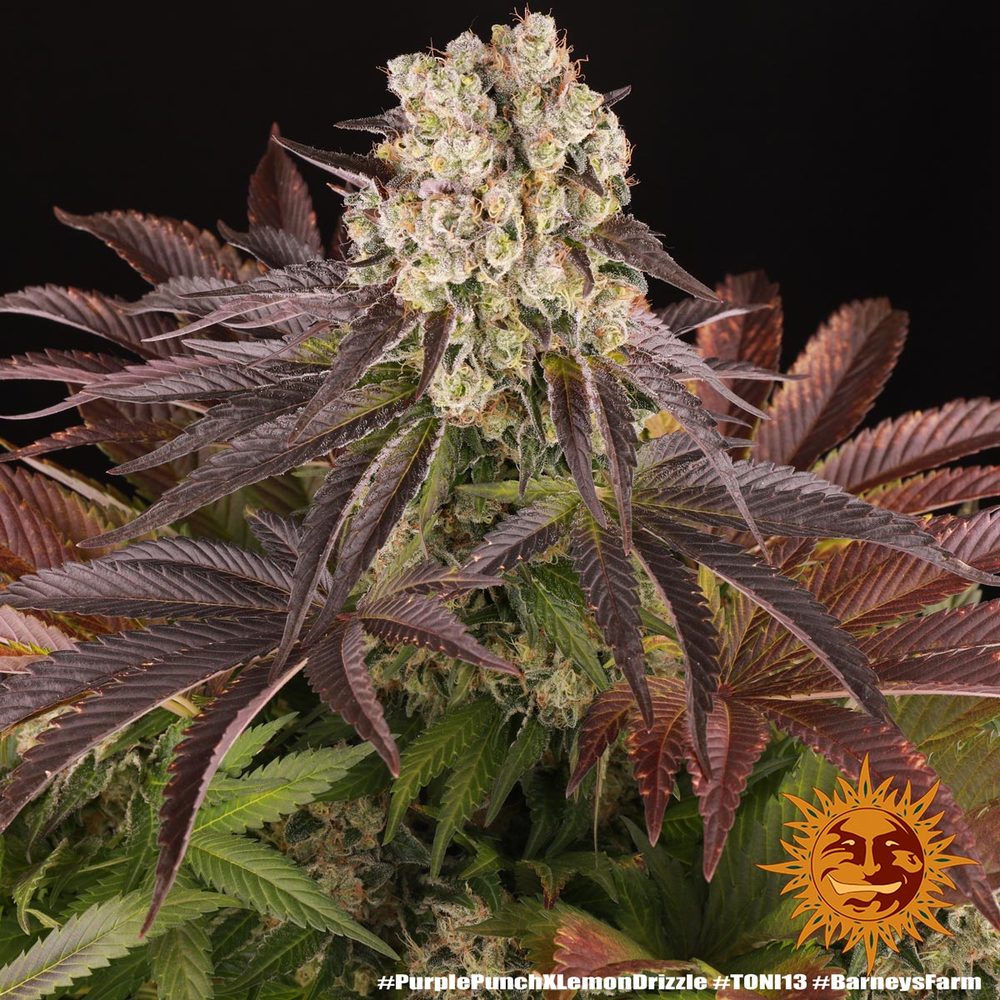 Purple Punch x Lemon Drizzle