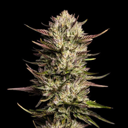 Purple Oreoz F1