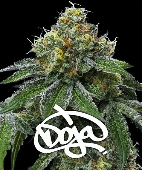 RS11 X BANANA OG -  DOJA Exclusive