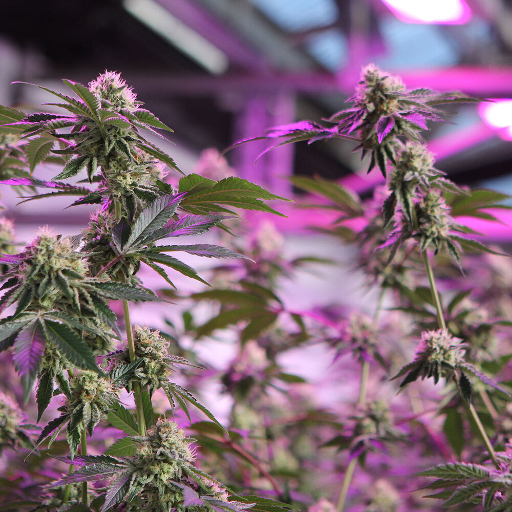 RS11 X BANANA OG -  DOJA Exclusive