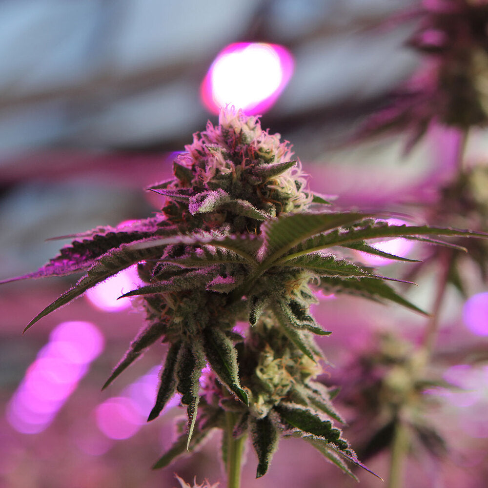 RS11 X BANANA OG -  DOJA Exclusive