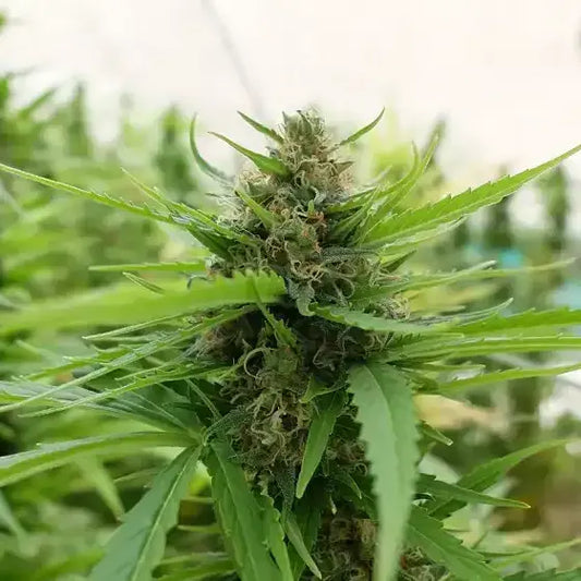 Mimosa Auto