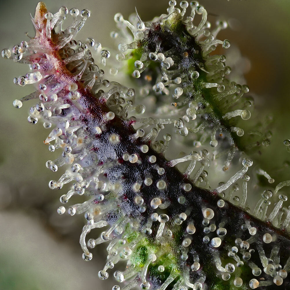 Skunk #1