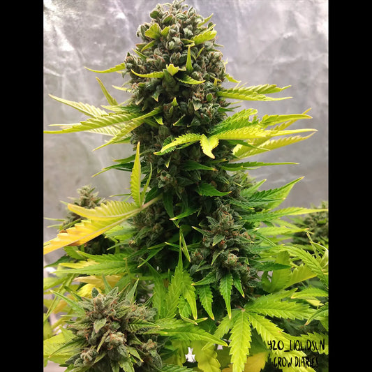 Stilton Special Auto