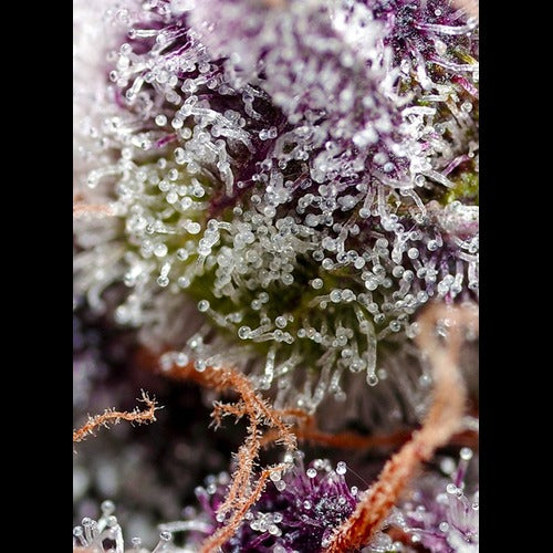 Studio 54 Stardust Auto®