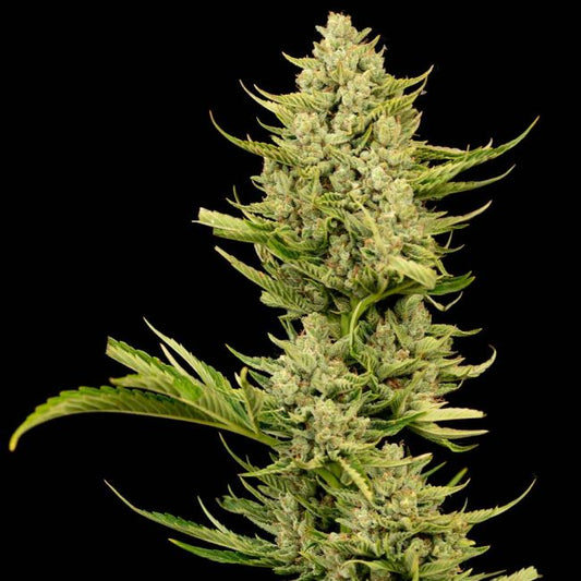 Tangerine Snow F1 Fast