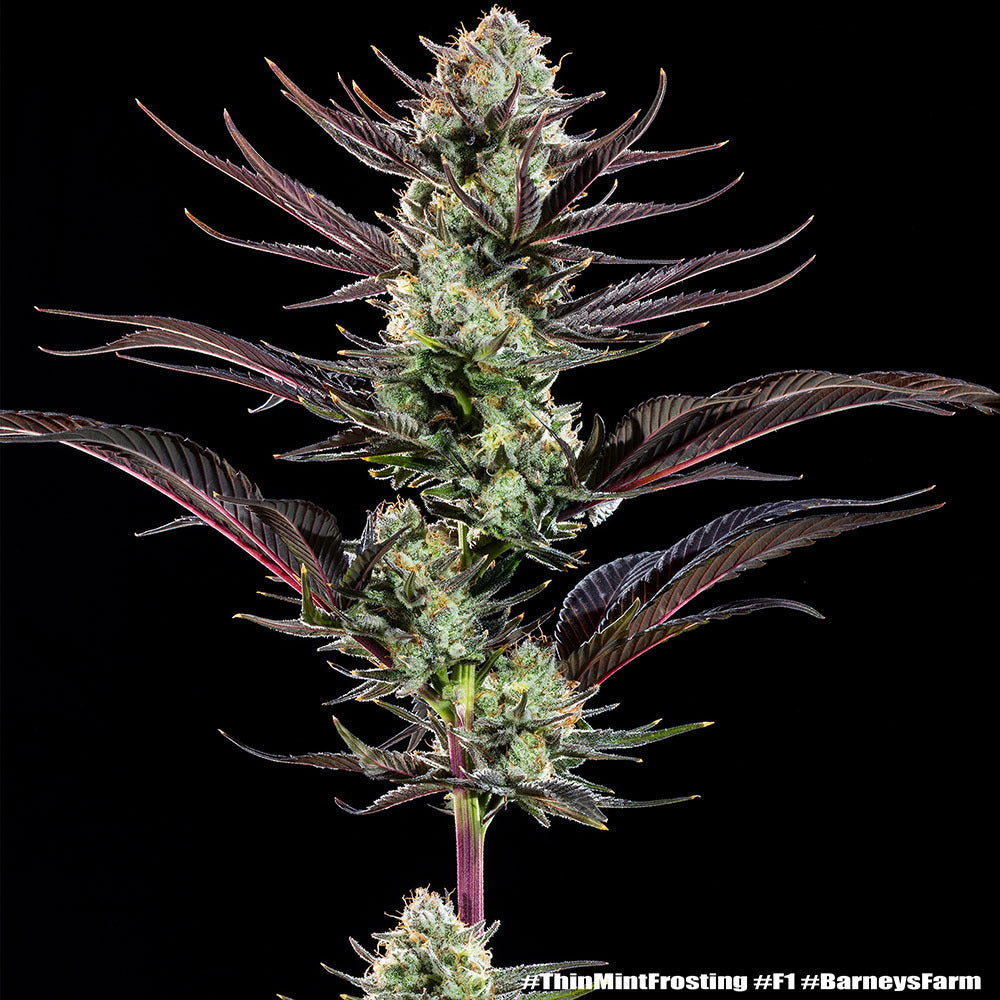 Thin Mint Frosting F1 hybrid