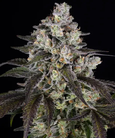 TRAINWRECK