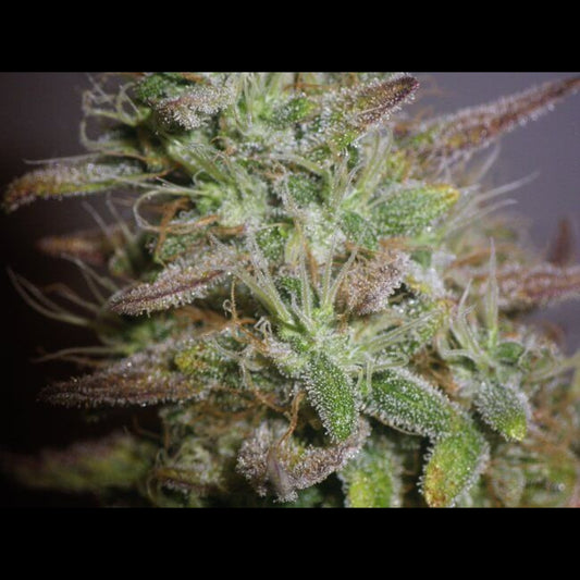 White Widow Auto